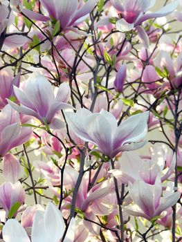 magnolia tree blooming