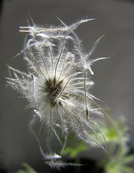 pasque-flower dry seeds with blow-ball