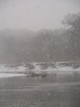 Geese sit along the Kishwaukee River during a winter snowstorm.