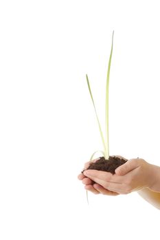 Two hands with a plant and dirt over white