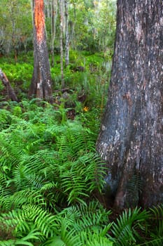 Beautiful ferns grow at the edge of a swamp in central Florida.