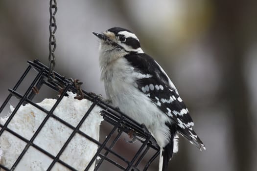 A Downy Woodpecker eating suet from a hanging bird feeder.

