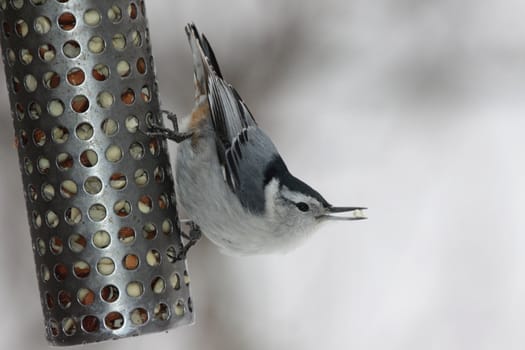 A feeding white-breasted nuthatch (sitta carolinensis) with a piece of peanut in it's beak.