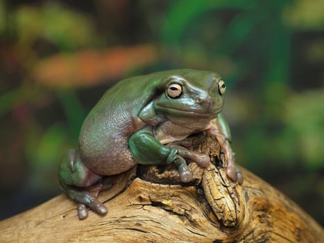 White's Dumpy Tree Frog on a branch