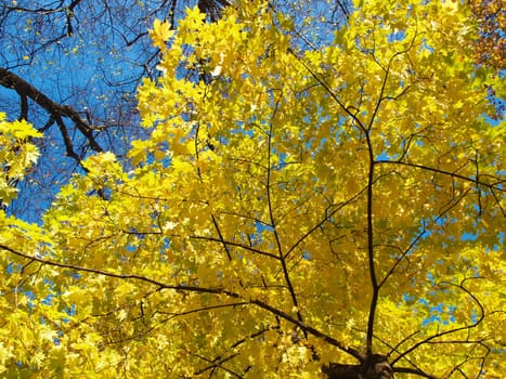 Maple in the autumn in park 