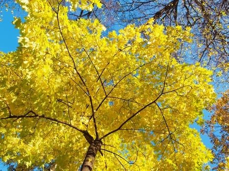 Maple in the autumn in park 