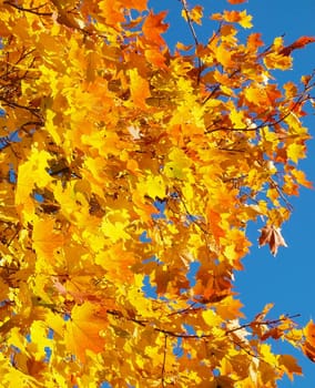 Maple in the autumn in park 