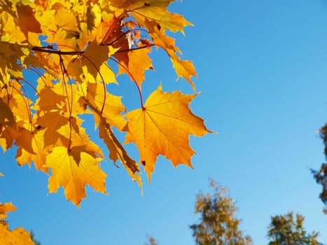 Maple in the autumn in park 
