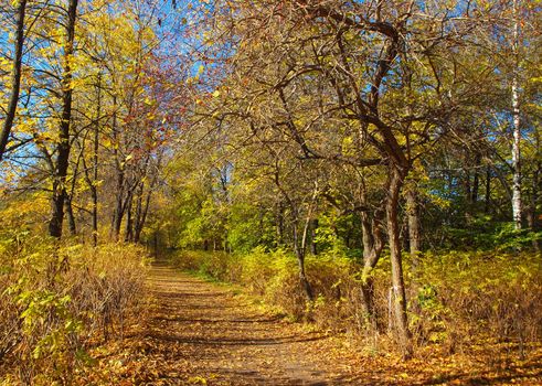 Park in the fall 