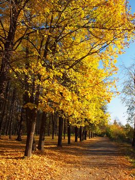 Park in the fall 