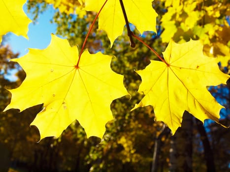 Maple in the autumn in park