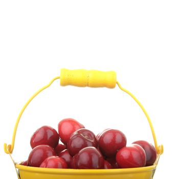 Cherries in colorful yellow metal bucket isolated on white background