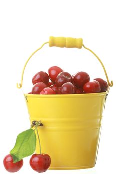 Cheries in colorful yellow metal bucket isolated on white background