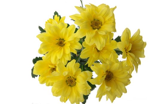 Yellow chrysanthemum isolated on white background