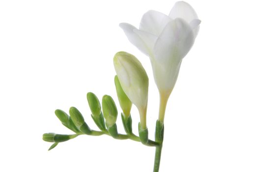 White freesia close up, isolated on white background