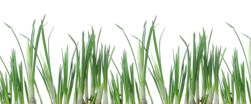 Grass isolated on white background