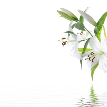 White lilia flower - SPA design background isolated on white
