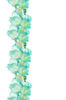 Fresia flower - border design, isolated on white