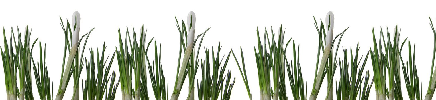 Beautiful white crocus on a white background