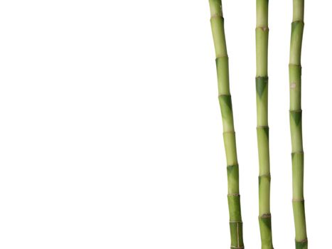 Lucky Bamboo isolated on white background