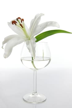 Lilium isolated on white background