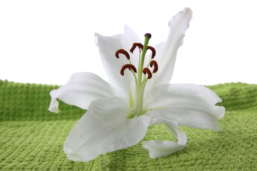 White lilia on green towel isolated