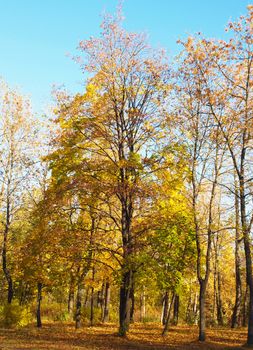 Park in the fall 