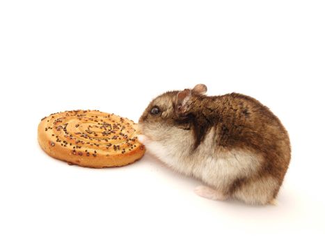 Hamster and cookies on a white background 