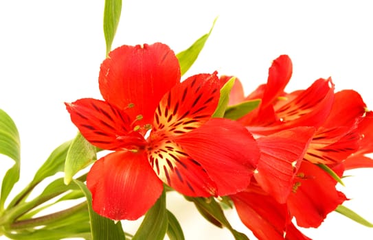 Alstroemeria on a white background
