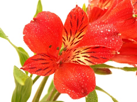 Alstroemeria on a white background 