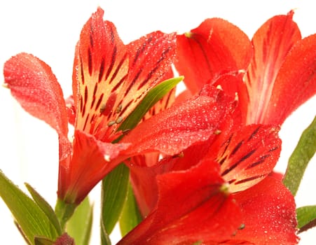 Alstroemeria on a white background 