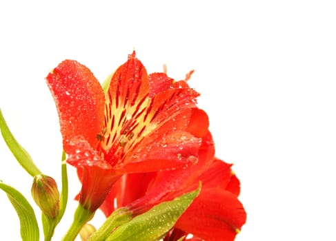 Alstroemeria on a white background 