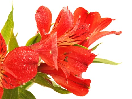 Alstroemeria on a white background 