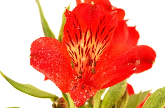 Alstroemeria on a white background