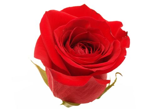 Red rose on a white background 