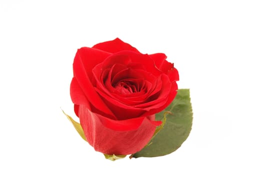 Red rose on a white background 