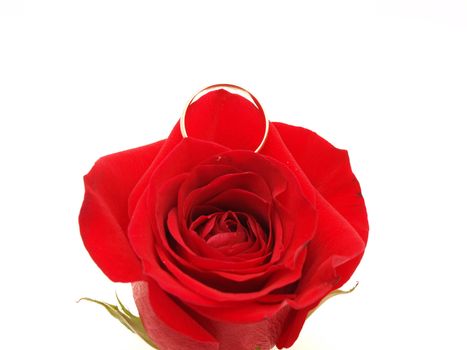 Wedding concept with roses and rings 
