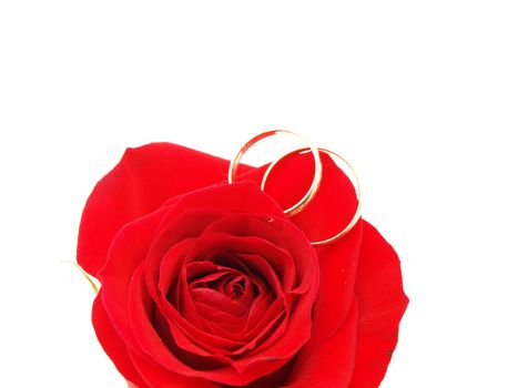 Wedding concept with roses and rings 