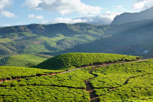 Tea plantations on surise. Munnar, Kerala, India