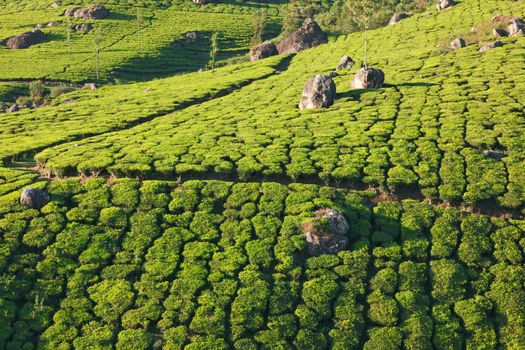 Tea plantations on surise. Munnar, Kerala, India