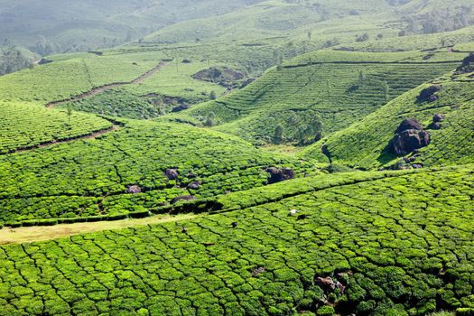 Tea plantations. Munnar, Kerala, India