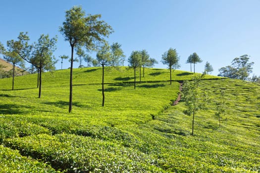 Tea plantations. Munnar, Kerala, India