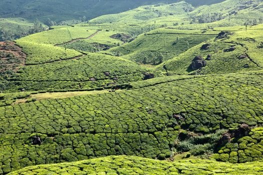 Tea plantations. Munnar, Kerala, India