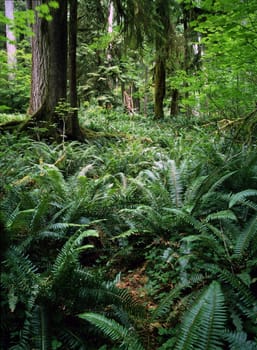 Fern in forest