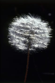 Dandelion isolated with strong backlight