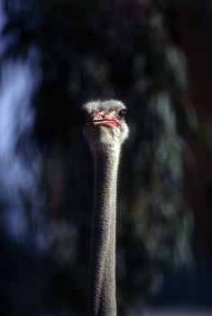 Close up of a ostrich