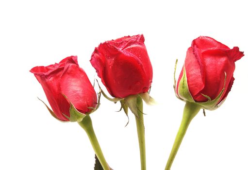 three red roses on a white background