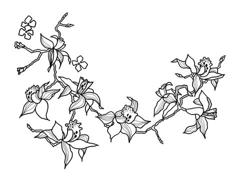 drawing orchid branch