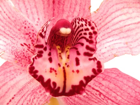 Beautiful Orchid flower