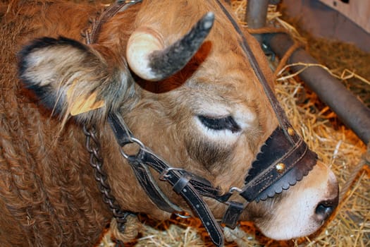 portrait of bull during an agricultural show